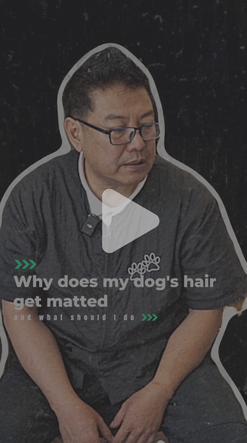 Why does my dog hair matted - themilkypaw.com